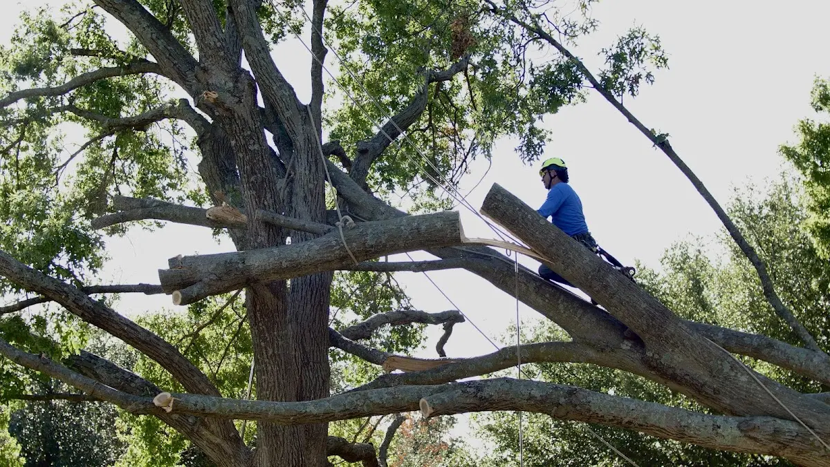 Professional Hazardous Tree Removal performed by certified arborists in Divide